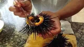 How to prepare sea urchin