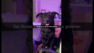 RACHE FÜR MINECRAFT HUND