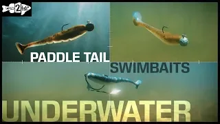 Paddle Tail Swimbaits | Underwater View