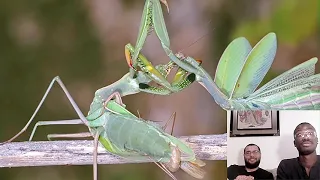 Reaction To True Facts About The Mantis (Zefrank1)