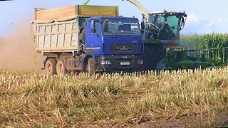 Уборка кукурузы на силос 2023, с Новым Jaguar 870, в оао Журавлином