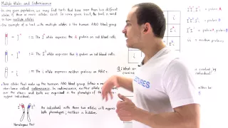 Multiple Alleles and Codominance