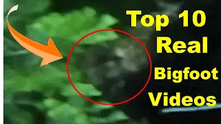 Top 10 Real Bigfoot Videos