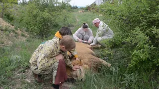 ЛЕВ  ЗАСНУЛ ! Льву УДАЛЯЮТ БОЛЬНЫЕ ЗУБЫ! THE LION IS ASLEEP ! Lions REMOVE BAD TEETH!