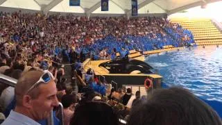 Orca show loro parque, tenerife (killer whale)