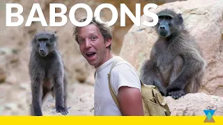 How do African Baboons Live in the Wild?