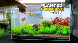 The Planted RANCHU GOLDFISH Tank (wiggle bum paradise or expensive buffet?)