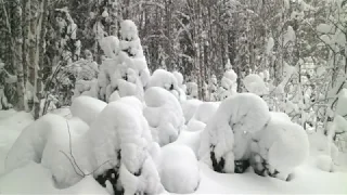 Выход в зимней лес.(Слайд фильм)