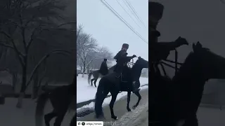 Kabardian breed of horses. Кабардинская порода лошадей