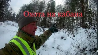 Загонная охота на кабана с собаками. Кабан чуть не сбил с ног). wild boar hunting