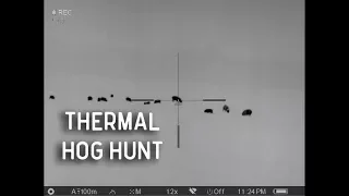 Thermal Hog Hunting | Texas Pig Hunt