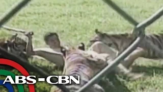 RealiTV: Tiger attack in Batangas