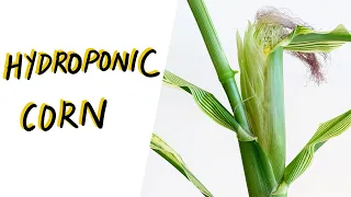 Hydroponic Corn - Growing Corn from Seed to Harvest with the Kratky Method