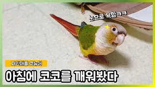 아침에 깨운 코코선생 [코뉴어 앵무새]_Conure