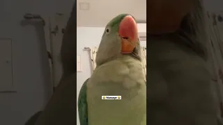 Parrot massage👉🏻🤩#shorts✨#viral💥#funny🥴Wait for and👀👍🏻👇🏻