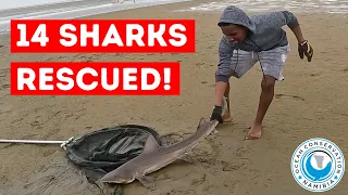 14 Sharks Rescued!