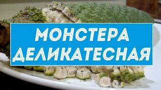 Монстера деликатесная или "фруктовый салат" из тропических лесов Мексики и Панамы