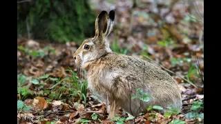 (18+) Заяц взят красиво на озимке, собачки молодцы  (охота на зайца 2019-2020)