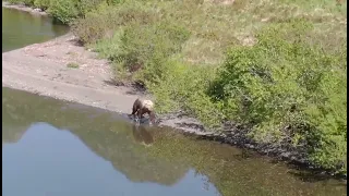 Alaska Moments Brown Bear spots drone and chase after it.