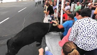 Tradicional Tourada À Moda Antiga Ganadaria ER No Porto Martins 2019 - Ilha Terceira Açores