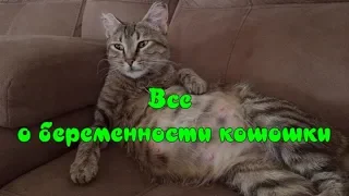 ВСЕ О БЕРЕМЕННОСТИ КОШКИ Уход за кошкой  ALL ABOUT CAT PREGNANCY Caring for a cat