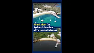 Shark alert for Sydney’s beaches after torrential rains