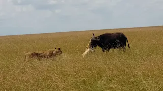 Lioness finds sister taking down buffalo all alone