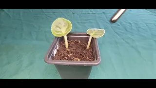 LEAF PROPAGATION with African Violet Leaves in Soil