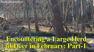 Encountering a large herd of deer in February: Part-1 | backyardwildlife | deer | whitetaileddeer