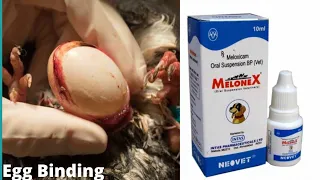 EGG Binding in love birds // How do you use Melonex drops? ( मरते हुए लव बर्ड को बचाया )