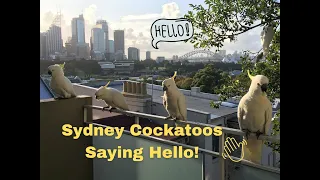 Wild Cockatoo Visiting My Sydney Balcony Saying Hello!