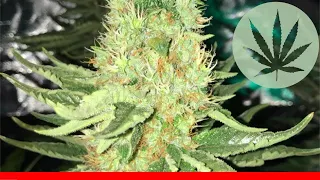 Sharksbreath - All About This Strain