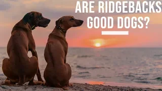 Are Rhodesian Ridgebacks Good Dogs?