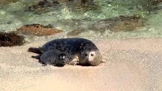 Mother and Baby Seal Rolling at the Beach