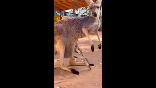 Baby kangaroo struggles to get into mother's pouch #shorts