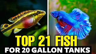 Best Fish For 20 Gallon Tank (explained in 13 minutes)