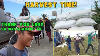 Anihan na mga REPA 🌞🌾  | Unang harvest sa aking sakahan | Thank you Lord sa masaganang ani 💖🙏