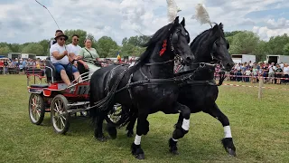 Armăsarii lui Florin cai frizi de la Vicovul de Sus