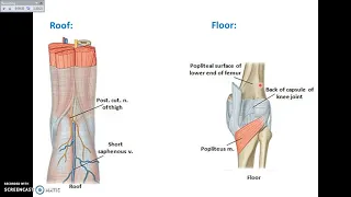 Overview of Lower Limb (7) - The Back of Thigh and Popliteal Fossa - Dr. Ahmed Farid