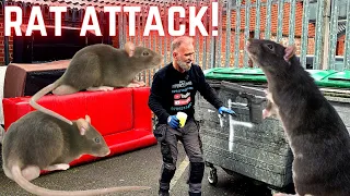 OH MAN!!! These RATS ARE RUTHLESS! - RATS IN THE TRASH.