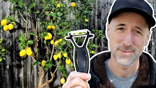 How to prune your lemon tree!