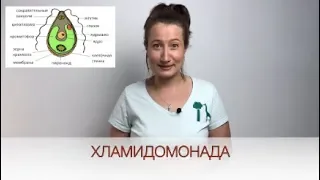 Строение Одноклеточных Водорослей на примере Хламидомонады / Биология онлайн с Александрой Соболевой