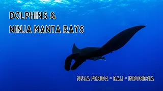 Dolphins & Ninja Manta Rays, Nusa Penida & Lembongan (The Extended Cut)