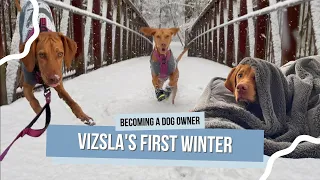 Willa's First Winter | A Vizsla's Snowy Adventure