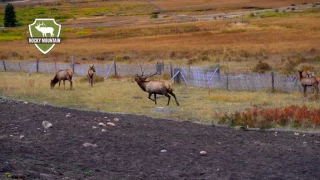 Elk Rutting Season in Rocky Mountain National Park