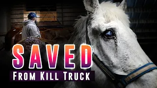 Saved From the Kill Truck - Auction Rescue