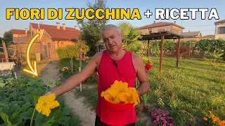 RACCOLGO i FIORI di ZUCCHINA + RICETTA per la preparazione!