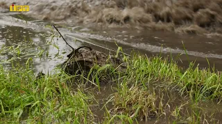 У Полтаві потоп після зливи