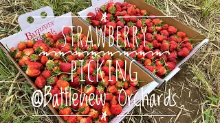 NEW JERSEY - Strawberry Picking in Freehold @ Battleview Orchards