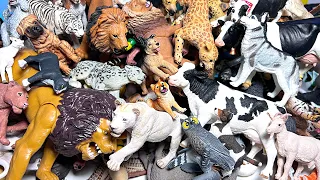 Wild Cats, Big Cats, Farm Animals, Dogs, Cats, and Birds Collection